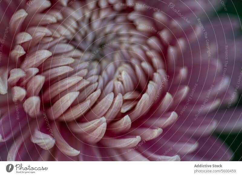 Herbst-Chrysantheme Makro Nahaufnahme Blütenblatt Detailaufnahme weich geblümt Garten Blütezeit Pflanze Natur natürlich filigran texturiert botanisch Schönheit
