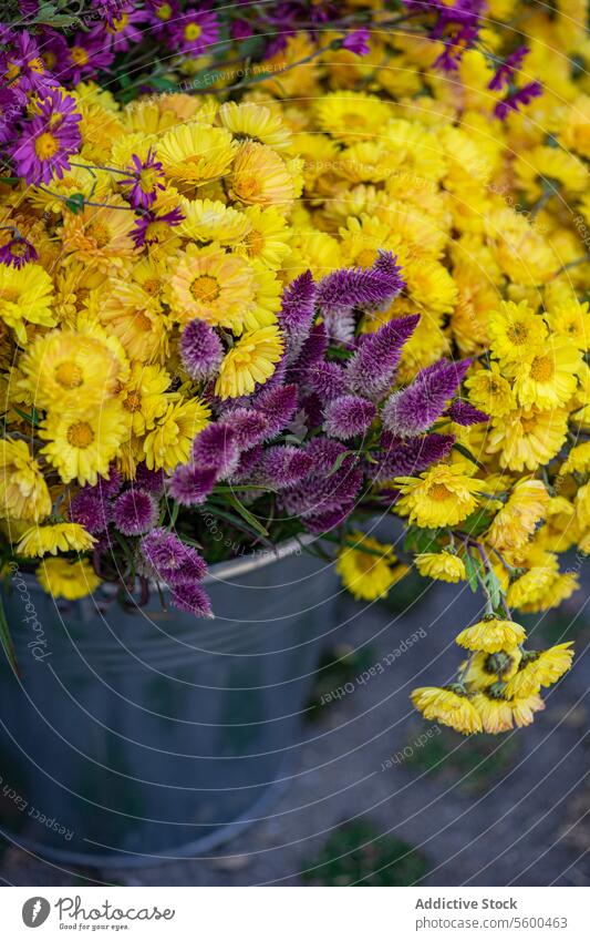 Herbstliche Blumenpracht Eimer gelb purpur Garten geblümt Überfluss hell farbenfroh Anzeige heiter fallen Schönheit pulsierend Metall überfließende Chrysantheme