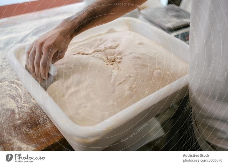 Bäcker nimmt Teig aus einer Schachtel Nahaufnahme unkenntlich Hand Schulterblatt Teigwaren Mehl Bäckerei Vorbereitung Brot Fermentation Hefe frisch Ofen Küche
