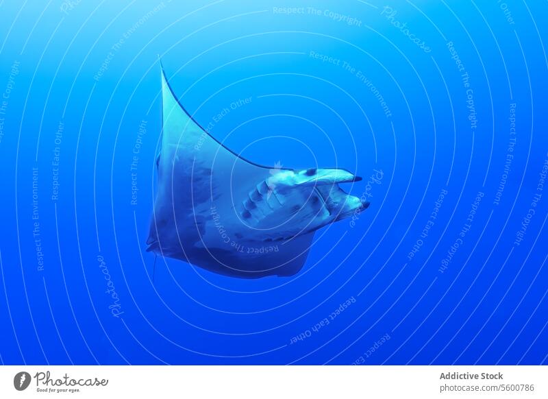 Majestätischer Mobula-Rochen im Azorenmeer majestätisch Flosse Aufstrich Gelassenheit blau MEER tief unter Wasser marin Leben Tierwelt Meer einsiedlerisch Natur