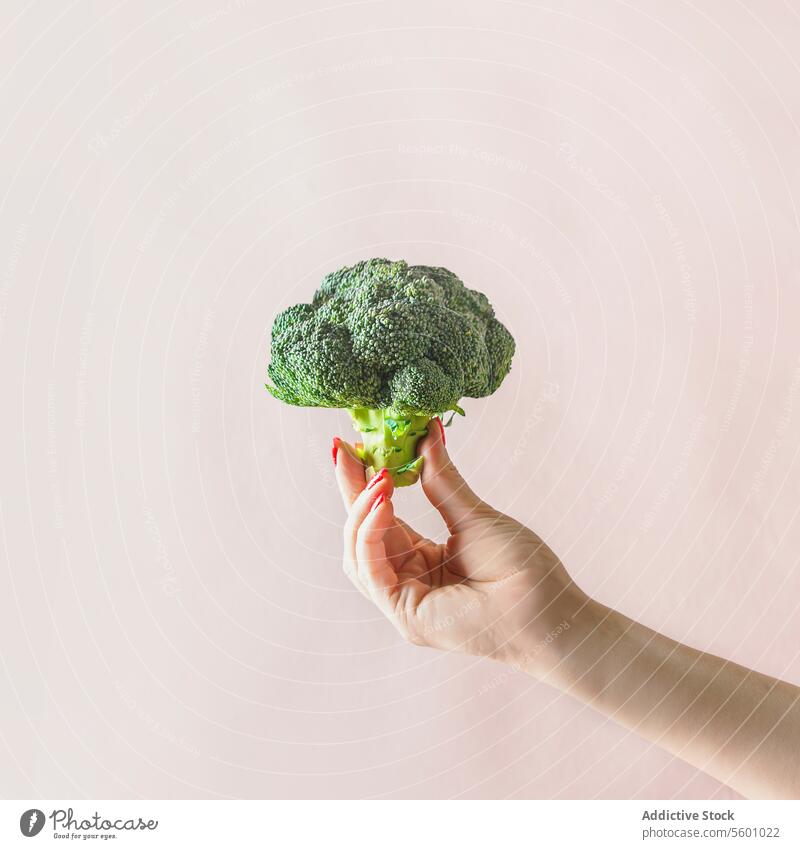Frau Hand hält ganze rohe grüne Brokkoli auf blass beige Wand Hintergrund. Gesundes grünes Gemüse ohne Plastikverpackung. Nachhaltige Bio-Lebensmittel aus dem Garten. Vorderansicht.