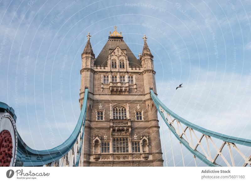 Tower Bridge Nahaufnahme mit blauem Himmel in London Architektur Wahrzeichen Blauer Himmel übersichtlich Vogel fliegen Brücke reisen Tourismus kultig England