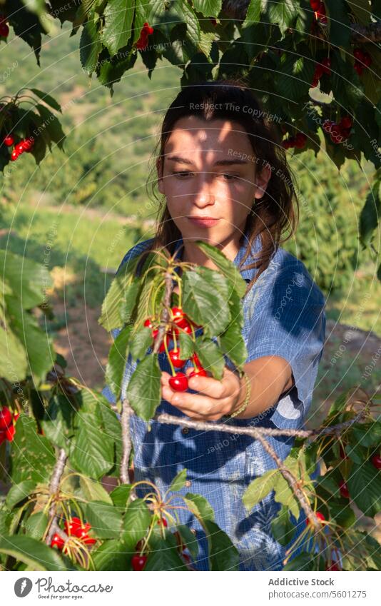 Frau pflückt Kirschen vom Baum Frucht inspizierend Kommissionierung reif Obstgarten Sommer Natur Ackerbau Landwirtschaft Ernte frisch untersuchen sonnig
