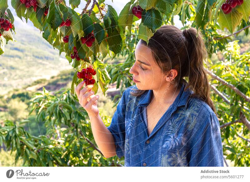 Frau pflückt Kirschen vom Baum Frucht inspizierend Kommissionierung reif Obstgarten Sommer Natur Ackerbau Landwirtschaft Ernte frisch untersuchen sonnig