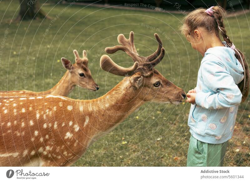 Kind füttert wilde Hirsche im Safaripark. Kleines Mädchen beobachtet Rentiere auf einem Bauernhof. Kind und Haustier. Familiensommerausflug in den zoologischen Garten.