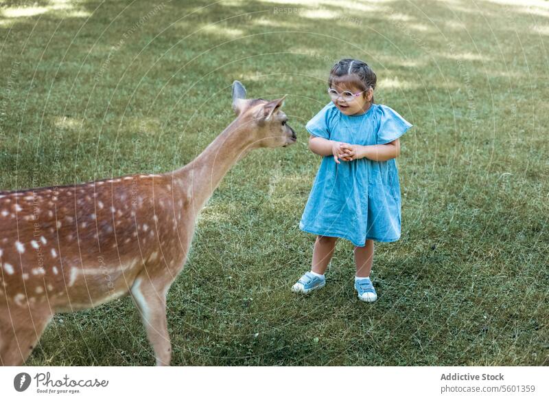 Kind füttert wilde Hirsche im Safaripark. Kleines Mädchen beobachtet Rentiere auf einem Bauernhof. Kind und Haustier. Familiensommerausflug in den zoologischen Garten.