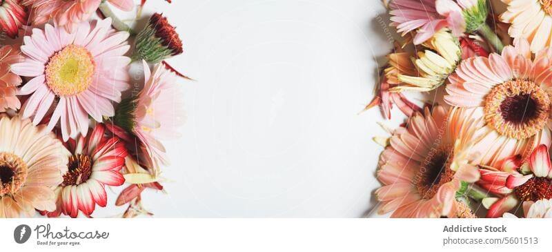 Floraler Hintergrund mit rosa Gerbera-Blüten auf weißem Hintergrund. Rahmen mit Blütenblättern und Kopierbereich. Banner. Ansicht von oben. geblümt