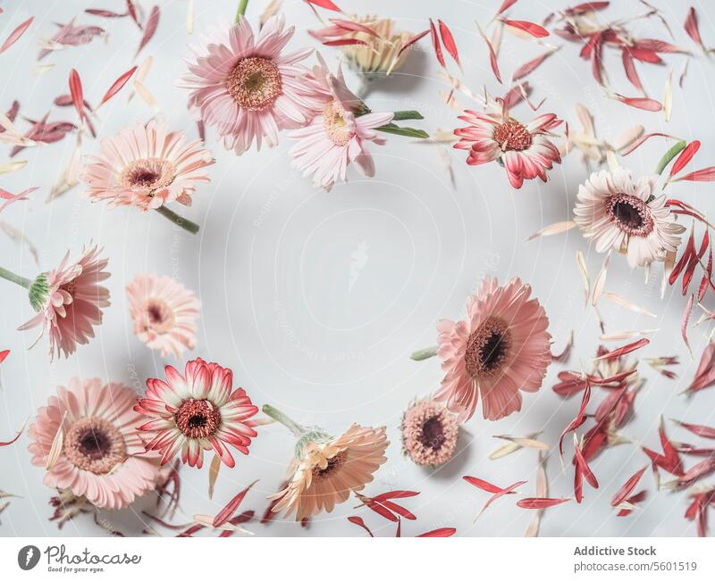 Floral Rahmen mit fliegenden Blumen auf weißem Hintergrund gemacht. Schwebende Blüte von rosa Gerbera in Kreisform. Ansicht von oben. geblümt Gänseblümchen