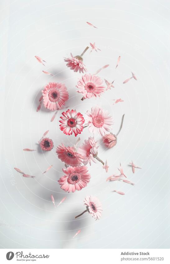 Fliegende rosa Gänseblümchen auf weißem Wandhintergrund mit Schatten. Fallende Blütenblätter von Sommerblumen. Vorderansicht. fliegen Hintergrund fallend schön