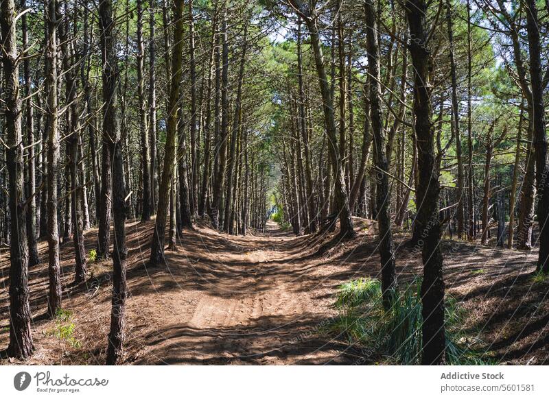 Blick auf einen Weg unter den Bäumen in einem Wald Hintergrund Schönheit Windstille Ruhe Textfreiraum Kopierbereich Land Umwelt Immergrün Ackerland Feld
