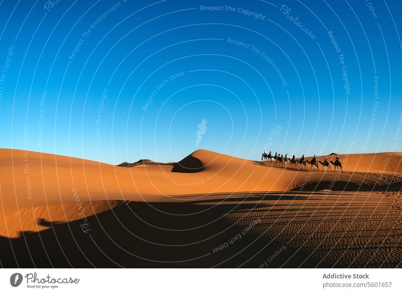 Sonnenuntergangssilhouetten in der Wüste von Merzouga Silhouette wüst Marokko Camel Wohnwagen Düne Sand Himmel reisen warm Licht Schatten Abend Natur Landschaft