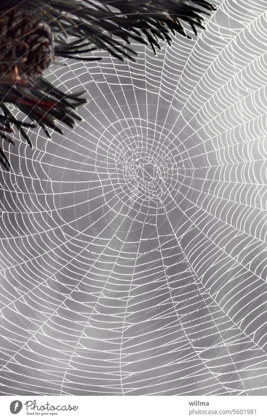 Webdisign Spinnennetz Spinnwebe Netzwerk Webdesign Spinngewebe Zapfen Kiefer