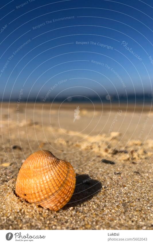 Nahaufnahme einer Muschel am Strand vor unscharfem Hintergrund Sandstrand Fundstück Strandspaziergang maritim Muschelschale Miesmuschel Muscheln Panzer MEER