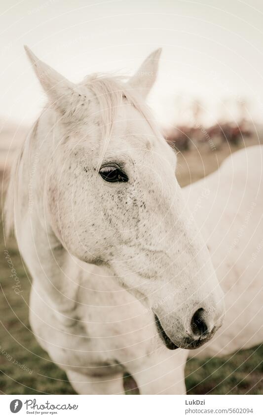 Nahaufnahme eines weißen Pferdekopfes Nüstern natürlich ästhetisch Ackerbau Freundlichkeit Neugier Tierliebe Windstille Pferdezucht Pferderasse niemand