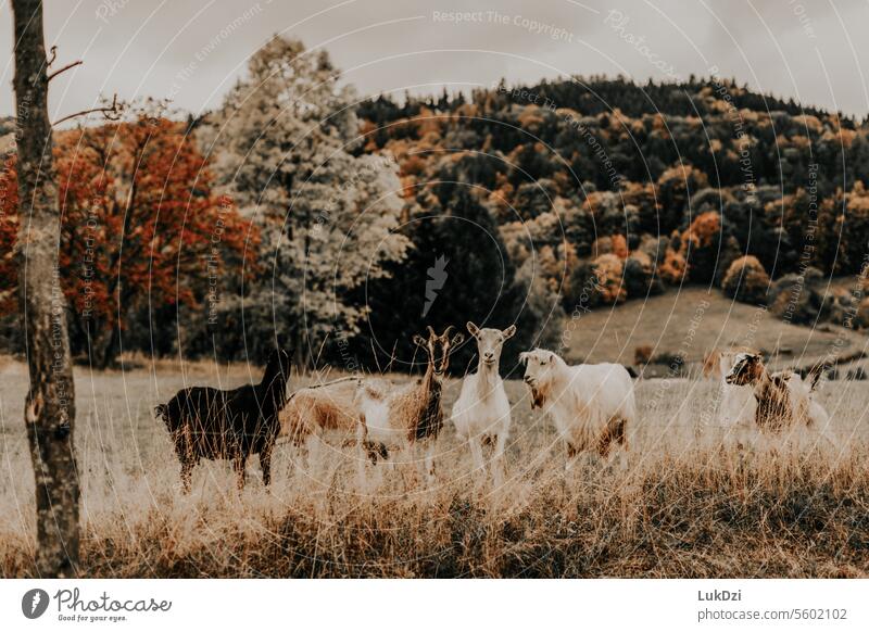 Ziegenherde auf herbstlichen Feldern mit Berg im Hintergrund Hausziege Herde Nutztier Tier Tierporträt Ackerbau Gras Natur Außenaufnahme Farbfoto Viehhaltung