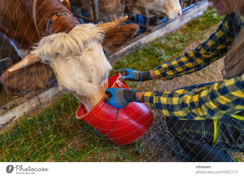 Kuh wird von einer Bäuerin mit blauen Handschuhen aus einem roten Eimer gefüttert Frau Europa Deutschland anketten roter Eimer blaue Handschuhe Nahaufnahme Rind