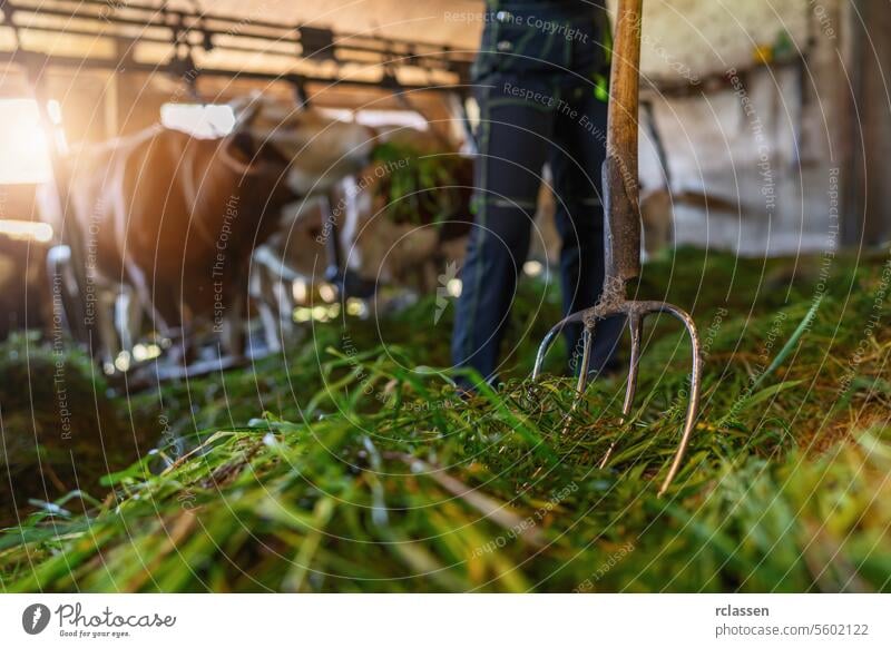 Niedriger Blickwinkel auf eine Mistgabel mit frischem Gras in einem Stall mit Kühen und Bauer Bayern Deutschland niedriger Winkel Forke frisches Gras Scheune