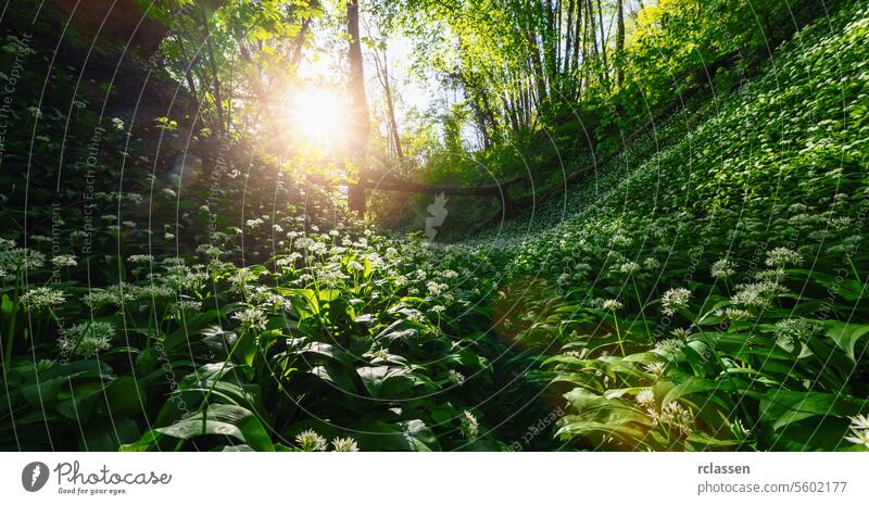 Die morgendlichen Sonnenstrahlen scheinen über einen üppigen, mit blühendem Bärlauch bedeckten Hang im Wald Morgensonne Waldhang Sonnenlicht Grün Blütezeit