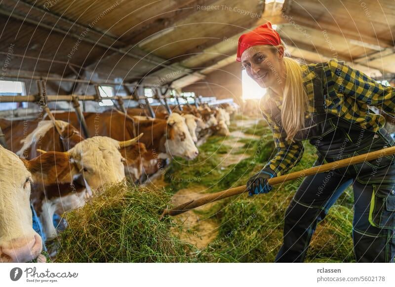 Fröhliche Bäuerin füttert Kühe mit Gras im Stall anketten Agribusiness Agrarwissenschaftler Ackerbau Agrarindustrie Landarbeiter Tierpflege Fütterung