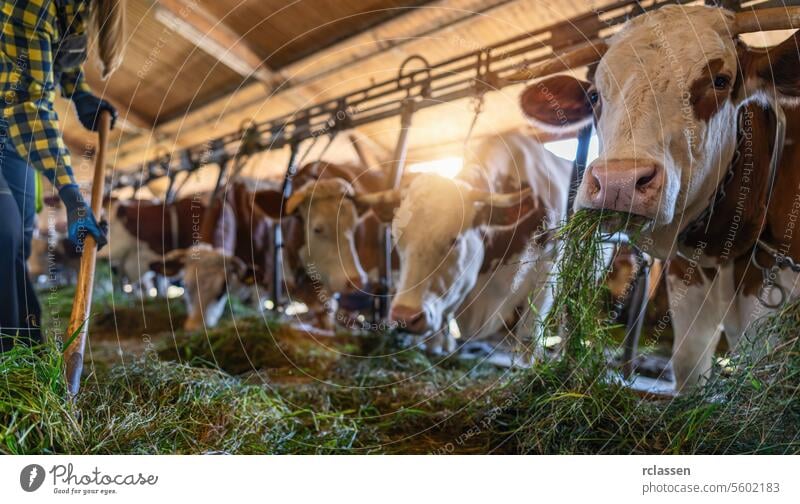deutsche kühe fressen frisches gras im stall mit bauer Handschuhe Sonnenlicht Industrie anketten Gras Forke Kühe frisches Gras Milchviehstall Essen Viehbestand