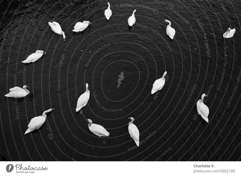 Schwanentanz I Schwäne aus Vogelperspektive Tiere Wildtiere Vögel Wasservögel Außenaufnahme Natur Tiergruppe anmutig Kreis Schwarzweißfoto schwarz Wasservogel