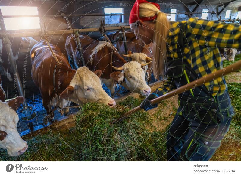 Bäuerin, die in einem Stall mit einer Mistgabel Gras an die Kühe verfüttert anketten Agribusiness Agrarwissenschaftler Ackerbau Agrarindustrie Landarbeiter