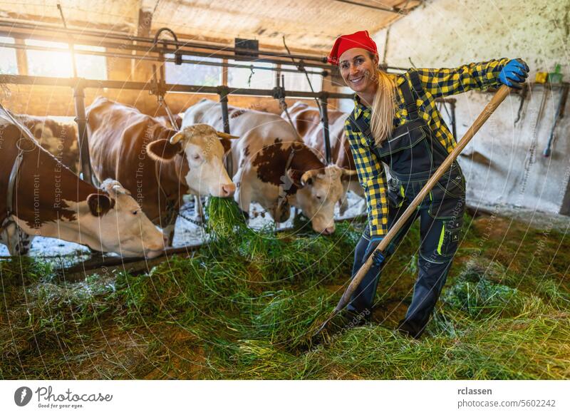 Glückliche Bäuerin mit Mistgabel, die Kühe in einem sonnenbeschienenen Stall füttert anketten Deutschland Forke füttern sonnenbeschienene Scheune