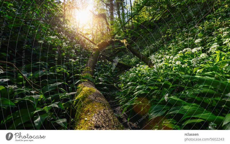 Das Sonnenlicht fällt durch den Wald und hebt einen umgestürzten, moosbewachsenen Baum inmitten von wildem Knoblauch hervor. Bärlauch umgestürzter Baum Moos