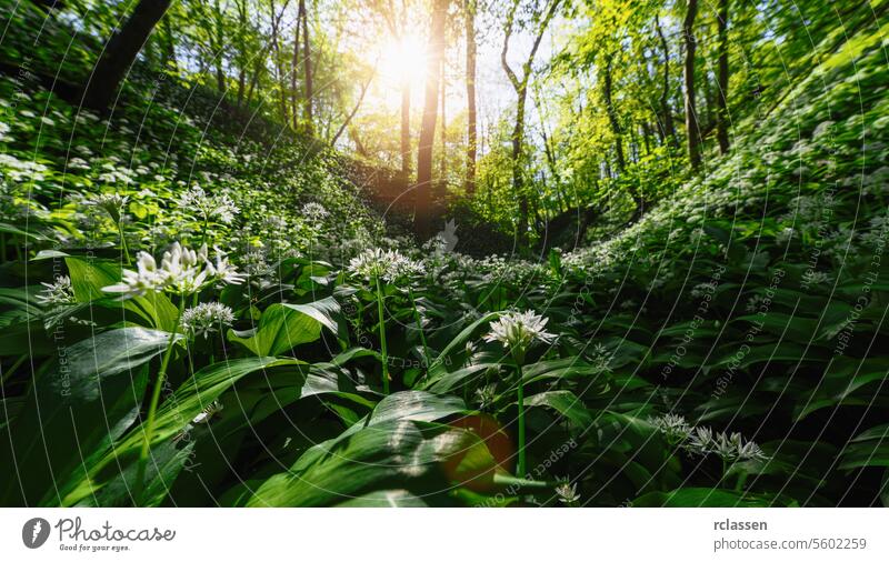 Das Sonnenlicht dringt durch ein üppiges grünes Walddach und beleuchtet eine dichte Decke aus Bärlauchblüten Blumen Schutzdach Bäume Natur Wälder Frühling Flora
