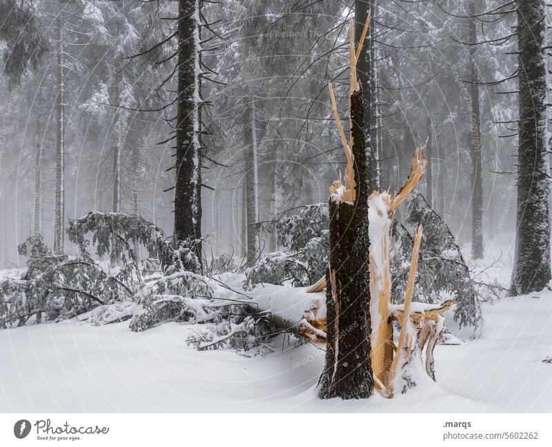 Wintereinbruch umgestürzt Baumstamm Holz Umwelt Wald klimawandel katastrophe umgefallen schaden baumschaden Fichte Schnee Nebel