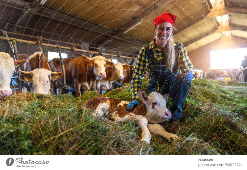Glückliche Bäuerin kniet neben einem ruhenden Kalb im Kuhstall mit Rindern Bayern Deutschland Frau Wade rotes Halstuch kniend Bauernhof Viehbestand Milchkühe