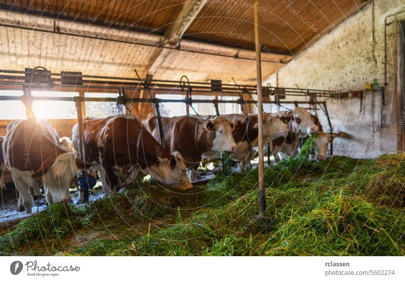 Intensive Aufzucht von Kühen in einer Reihe, die für die Milchproduktion ausgebeutet werden, eingesperrt in einem Stall auf einem Bauernhof, viele Kühe mit Ketten angebunden. Intensive Tierhaltung oder industrielle Tierproduktion, Massentierhaltung