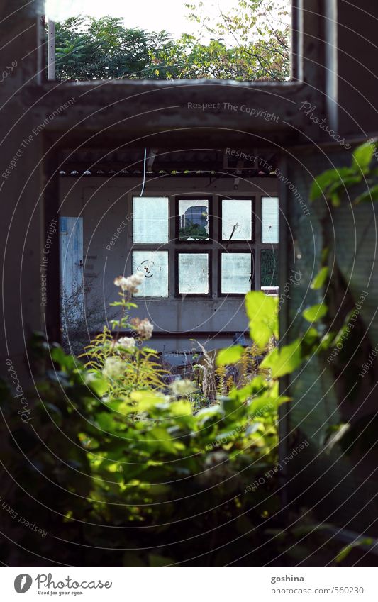 windows through a window Haus Fassade nachhaltig Zerstörung Verfall Pflanze Fabrik Autofenster Glas Zerbrochenes Fenster Idylle morbid dunkel Surrealismus Natur