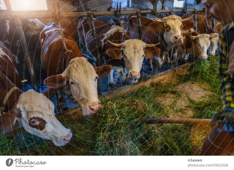 Kühe in einem Stall fressen frisches Gras von einem Bauern mit einer Mistgabel Deutschland Handschuhe Industrie anketten Forke Milchviehstall Essen Viehbestand