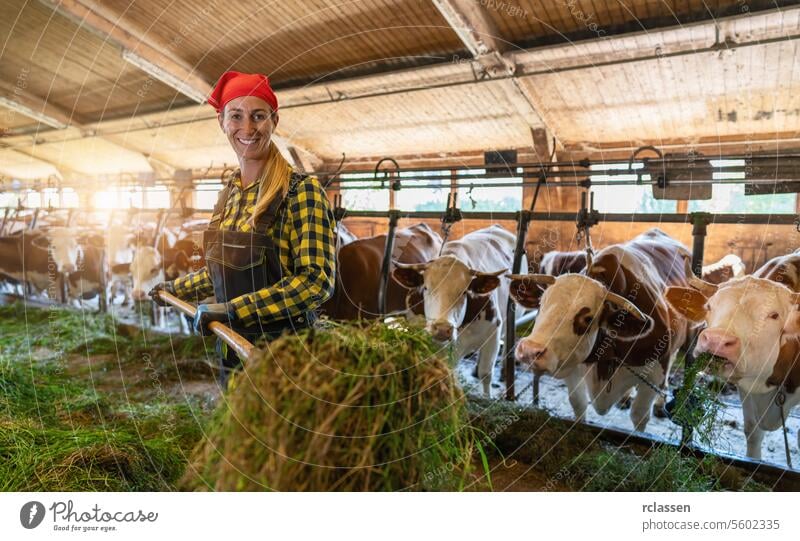 Bäuerin beim Füttern der Kühe mit frischem Gras mit einer Mistgabel in einem Kuhstall in Deutschland. Intensive Tierhaltung oder industrielle Tierproduktion, Massentierhaltung