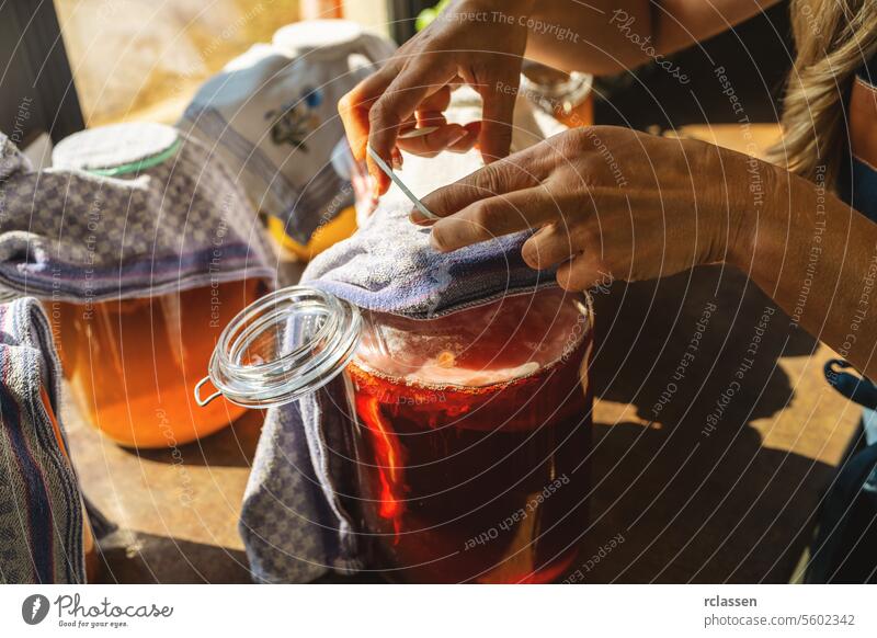 Frau bereitet Kombucha-Tee mit Schichten in einem großen Drei-Liter-Glas zu. gesundes Bio-Getränk Pilz kombucha Fermentation Lebensmittel Wasser altehrwürdig