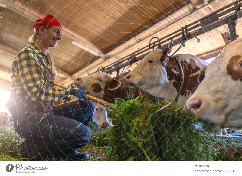 Fröhlicher Bauer in der Hocke beim Füttern von Gras an Kühe in einem Stall Deutschland anketten glücklicher Bauer hockend füttern Scheune Milchviehbetrieb