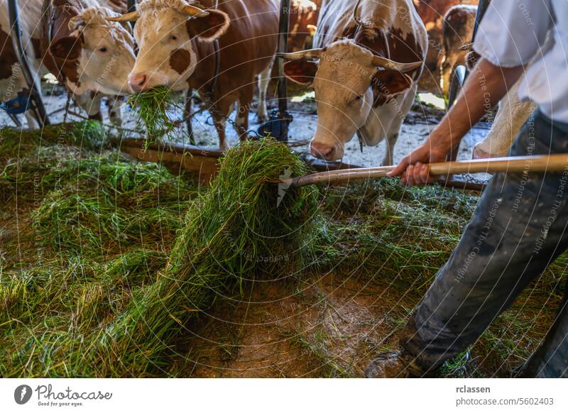 Landwirt füttert Kühe mit frischem Gras in einem Stall, Fokus auf Vordergrund Deutschland frisches Gras füttern Scheune Milchviehbetrieb Ackerbau Viehbestand
