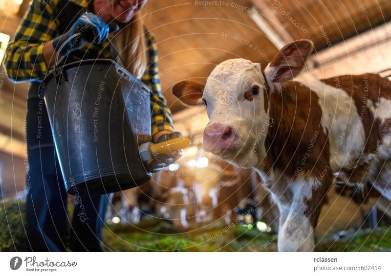 Landwirt füttert ein junges Kalb mit einer Milchflasche in einem Stall Bayern Deutschland Frau Wade Scheune füttern Milchviehbetrieb Viehbestand Tierpflege