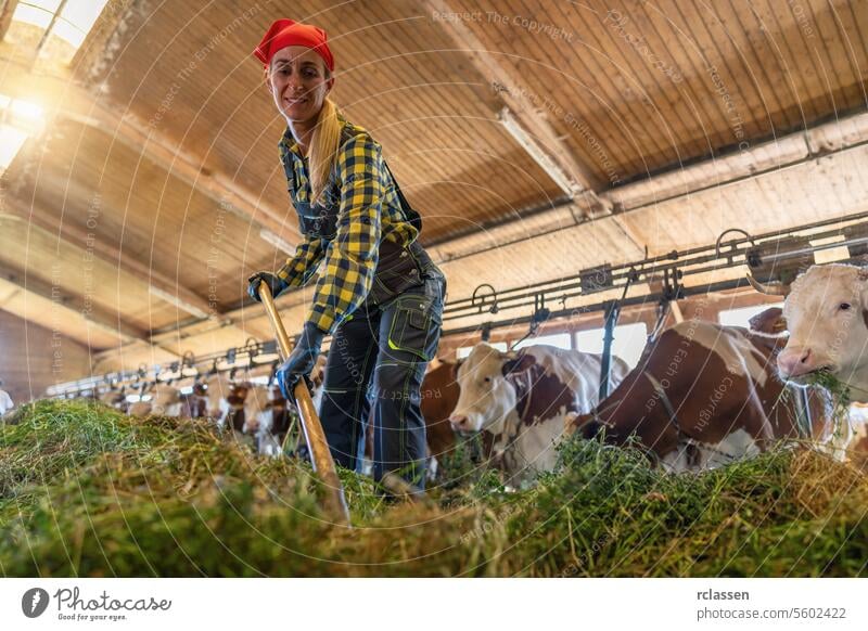 Lächelnde Bäuerin, die mit einer Mistgabel die Kühe in einem Stall füttert anketten Agribusiness Agrarwissenschaftler Ackerbau Agrarindustrie Landarbeiter