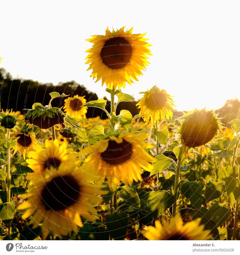 Sonnenblumen im Sonnenuntergang Sonnenblumenfeld Sonnenlicht Abendsonne Abendlicht Blumen Natur Sommer Pflanze Landwirtschaft Blüte blühend Feld gelb
