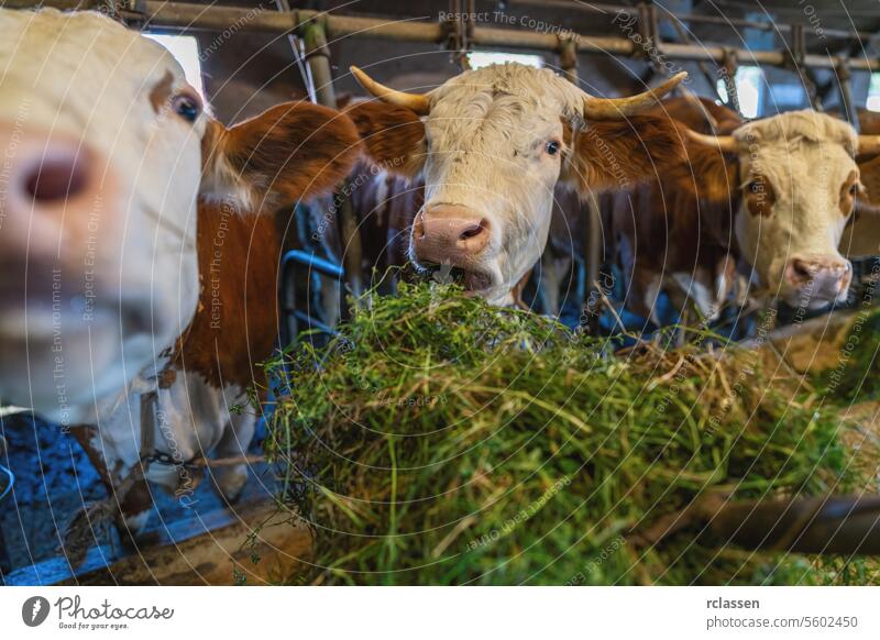 Kühe fressen frisches Gras aus einer Mistgabel in einem Milchviehstall Ackerbau Tier Bars Biokraftstoff bovin Zucht Rind anketten Ketten Kosten Kuh Molkerei