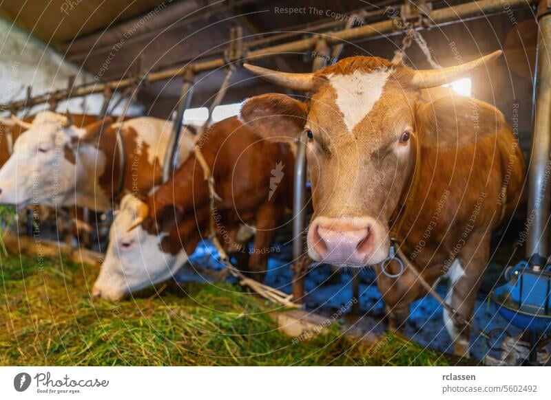 Intensive Aufzucht von Kühen in einer Reihe, die für die Milchproduktion ausgebeutet werden, eingesperrt in einem Stall auf einem Bauernhof, viele Kühe mit Ketten angebunden. Intensive Tierhaltung oder industrielle Tierproduktion, Massentierhaltung