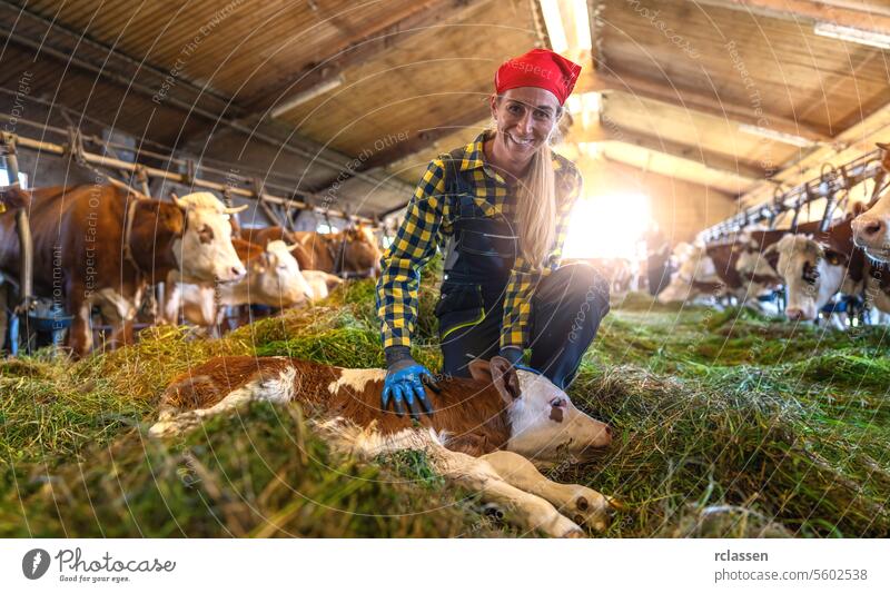 Bäuerin kniet neben einem ruhenden Kalb im Kuhstall mit Rindern Bayern Deutschland Frau Wade rotes Halstuch kniend Bauernhof Viehbestand Milchkühe Tierpflege