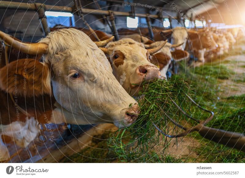 Kühe beim Füttern mit einer Mistgabel von frischem Gras in einer Reihe in einem Stall, Nahaufnahme Ackerbau Tier Bars Biokraftstoff bovin Zucht Rind anketten