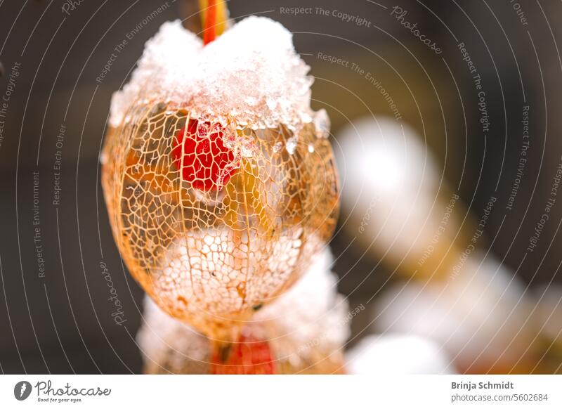 Makroaufnahme einer filigranen, verblühten Lampionblume, von Eis und Schnee bedeckt frost foliage ornate alkekengi season white celebration nature detailed