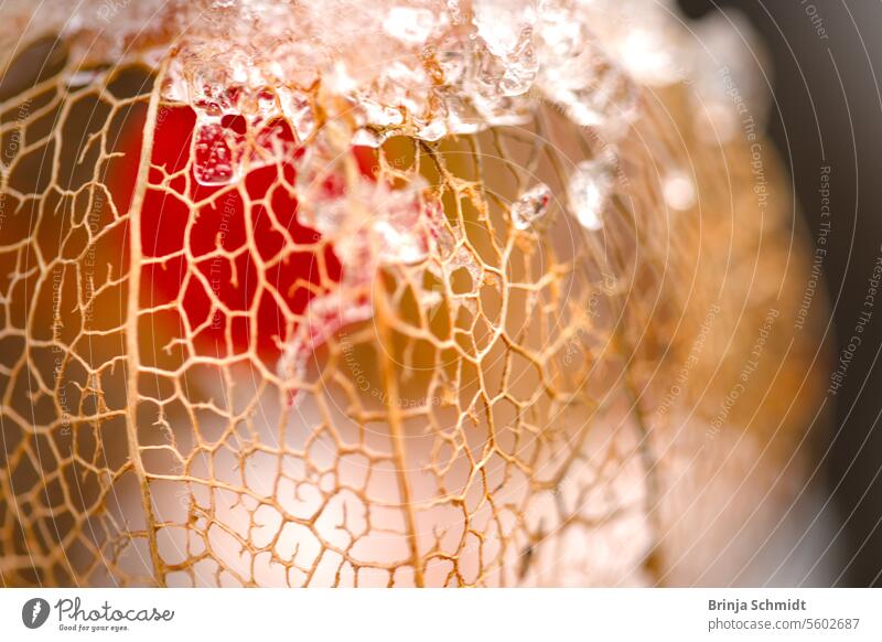 Makroaufnahme einer filigranen, verblühten Lampionblume, von Eis und Schnee bedeckt frost foliage ornate alkekengi season white celebration nature detailed