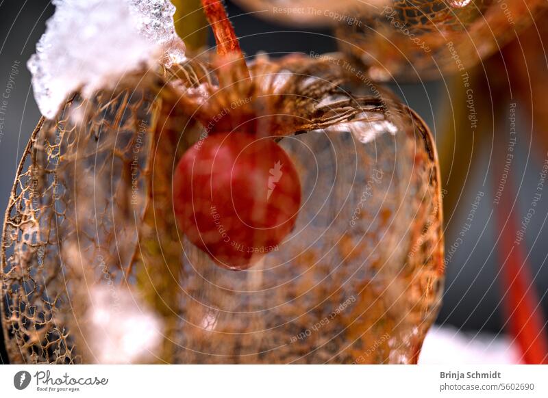 Makroaufnahme einer verblühten Lampionblume im Regen mit Fokus auf der roten Beere im Inneren frost foliage ornate alkekengi season white celebration nature