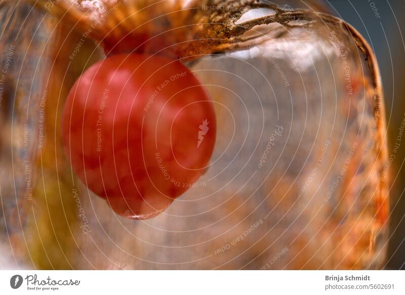 Makroaufnahme einer verblühten Lampionblume (Physalis) mit Fokus auf der roten Beere im Inneren frost foliage ornate alkekengi season white celebration nature