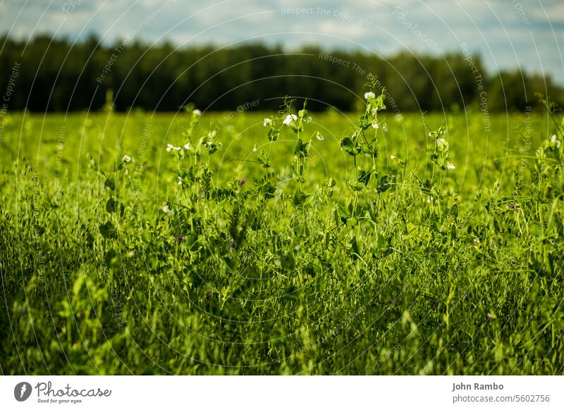 grünes landwirtschaftliches Erbsenfeld Nahaufnahme mit selektivem Fokus Hintergrund und Objektivunschärfe Feld Pflanze Saum Sommer Natur ländlich Frühling